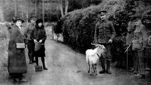 The goat presented by the King to the 7th Battalion (Reserve) Royal Welsh Fusiliers. The Welsh Fusiliers had always had a white goat as a mascot, drawn from the famous herd of Cashmere goats which also supplied the King's gift. On the left in the photograph in Newtown are Lady Magdalen Herbert, sister of the Earl of Powis, and the Earl's young daughter, Lady Hermione Herbert. On the right are Captains J H Addie and Oswald Davies (from The Illustrated War News, 18 November 1914).