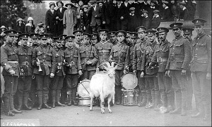 The 1/7th Battalion, Royal Welsh Fusiliers, with their mascot, the regimental goat 'Billy' with gilded horns